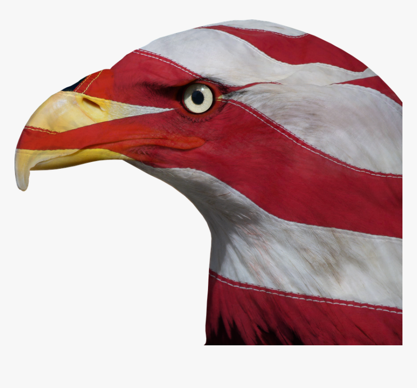 Usa, United States, Freedom, Bald Eagle, Patriotic, HD Png Download