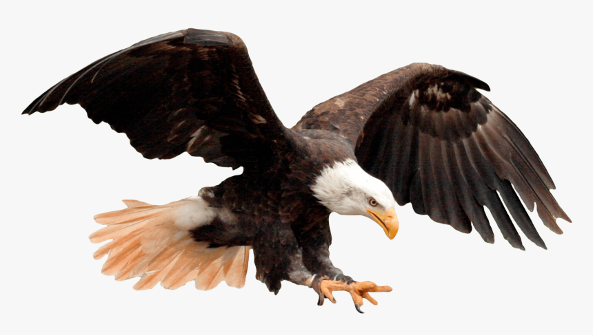 Usa Eagle Png, Transparent Png
