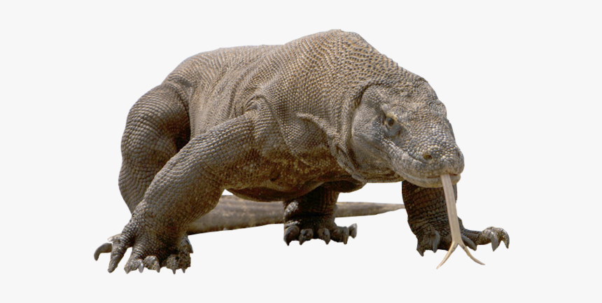 Komodo Dragon Png Free Download - Komodo Png, Transparent Png