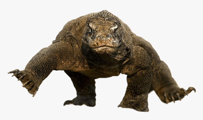 Komodo Dragon Running, HD Png Download