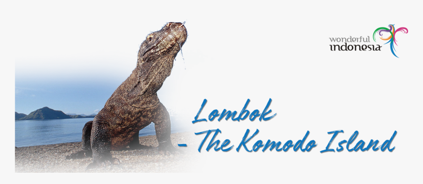 Komodo Dragon, HD Png Download