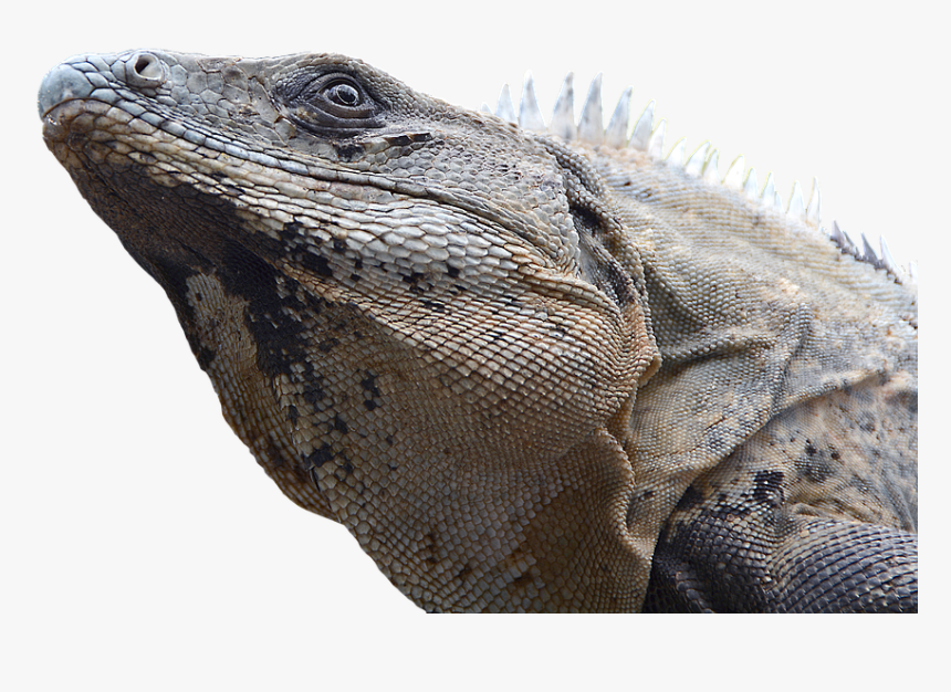 Iguana, Reptile, Lizard, Dragon, Monitor, Scaly - Marine Iguanas Transparent, HD Png Download