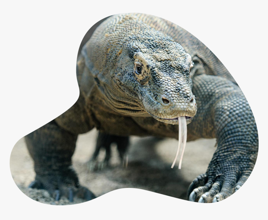 Knoxville Zoo Komodo Dragon, HD Png Download