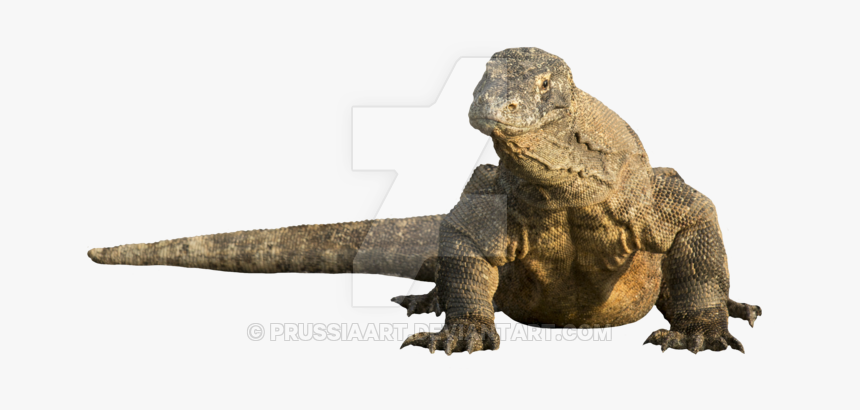 Komodo Dragon Transparent Background, HD Png Download