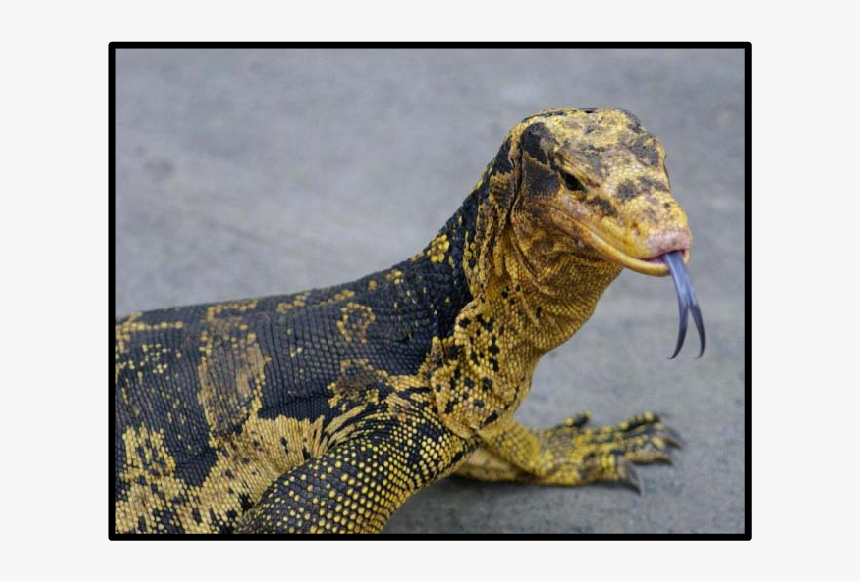 Blue Tongue Monitor Lizard, HD Png Download