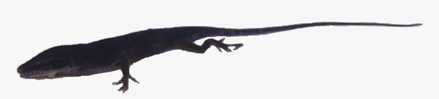 Komodo Dragon, HD Png Download