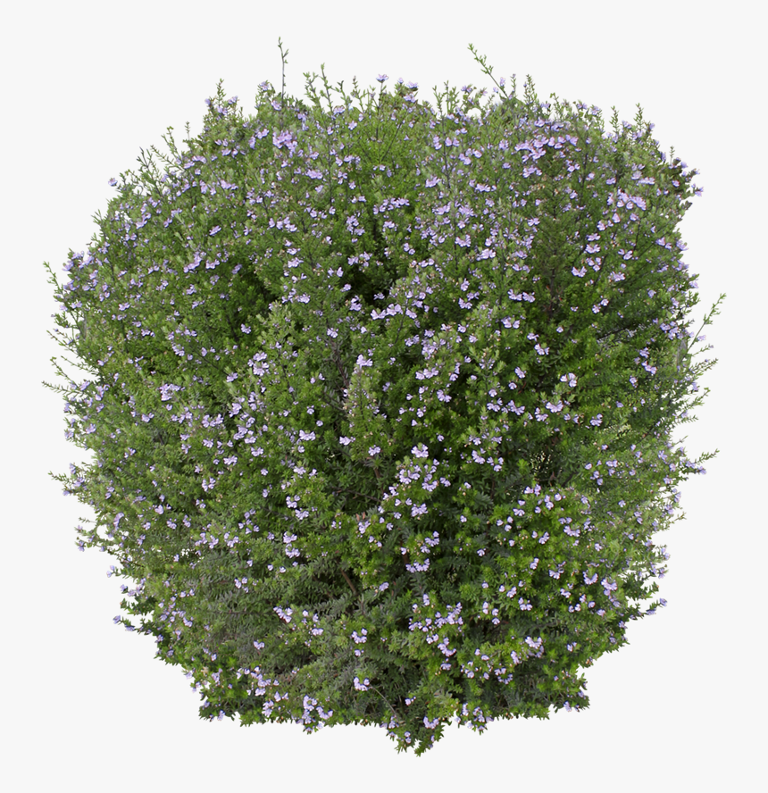 Ozbreed Shrub And Groundcover Varieties - Lilac Hibiscus, HD Png Download