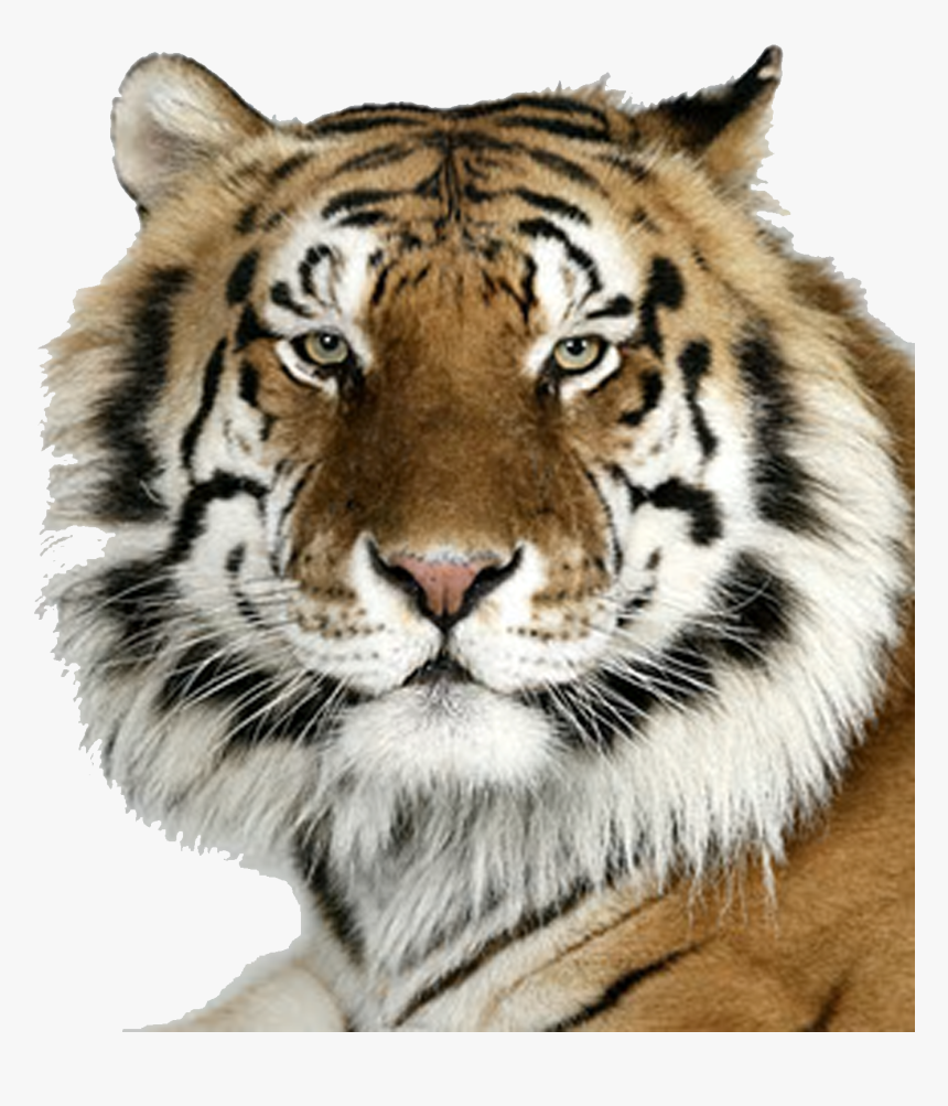 Transparent Bengal Tiger Png - Bengal Tiger, Png Download