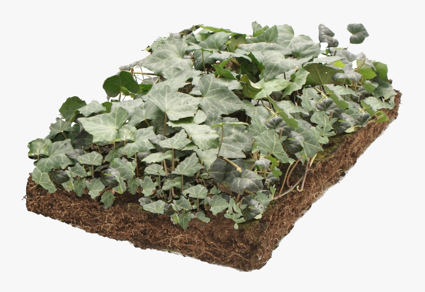 Hedera Bodem, HD Png Download