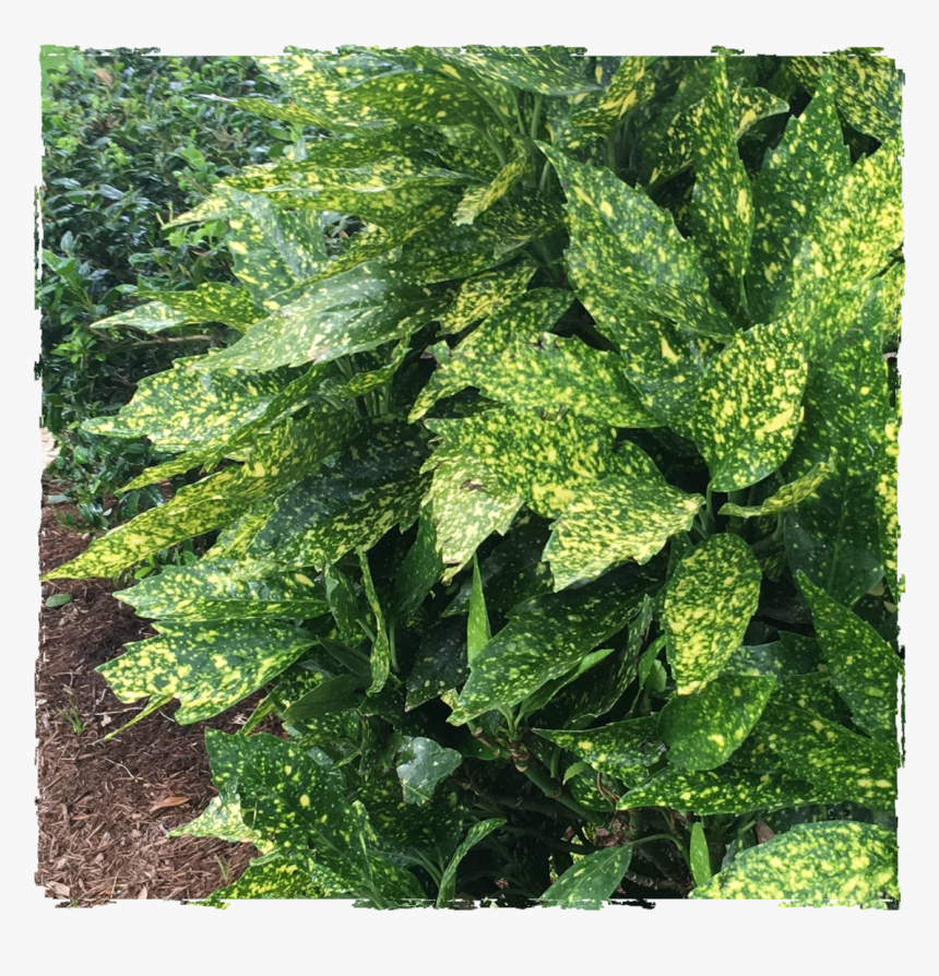 Grass, HD Png Download