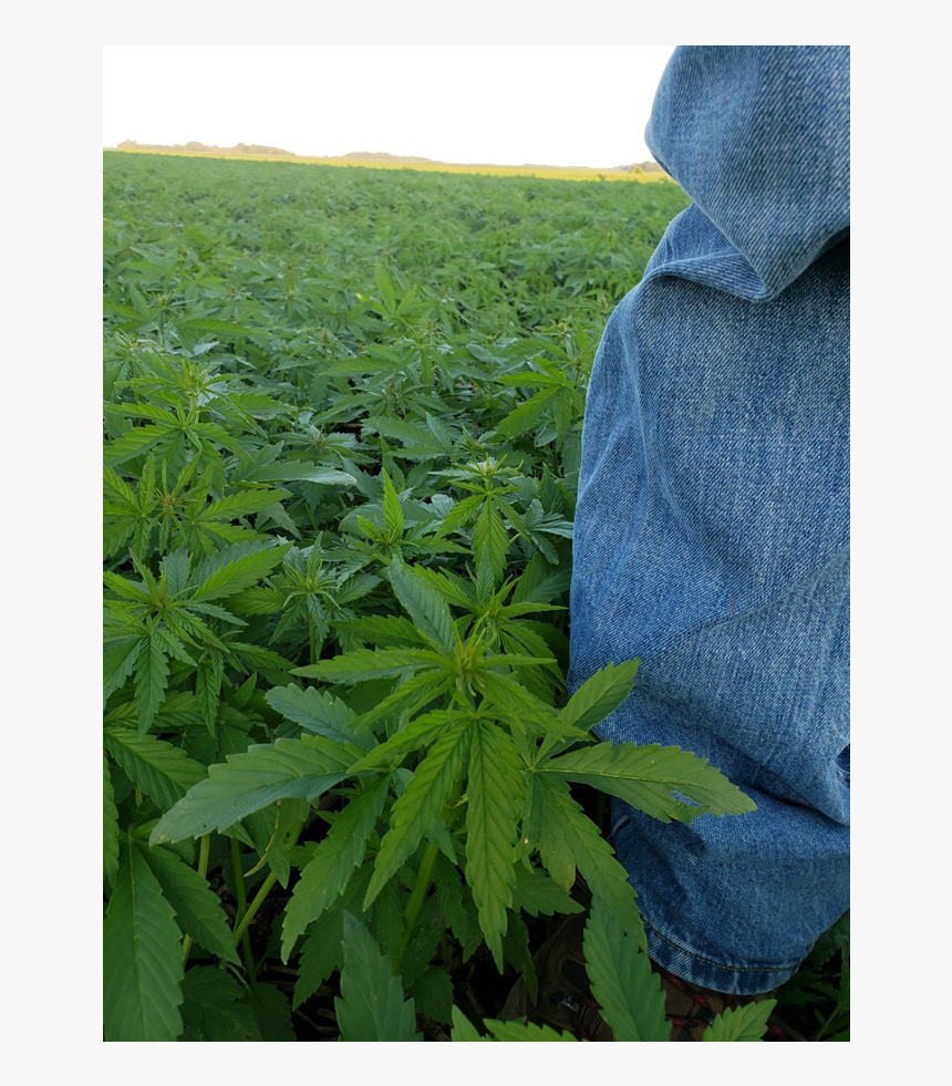 Grass, HD Png Download