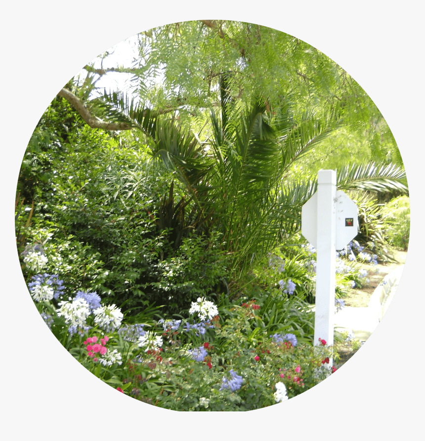 African Daisy, HD Png Download