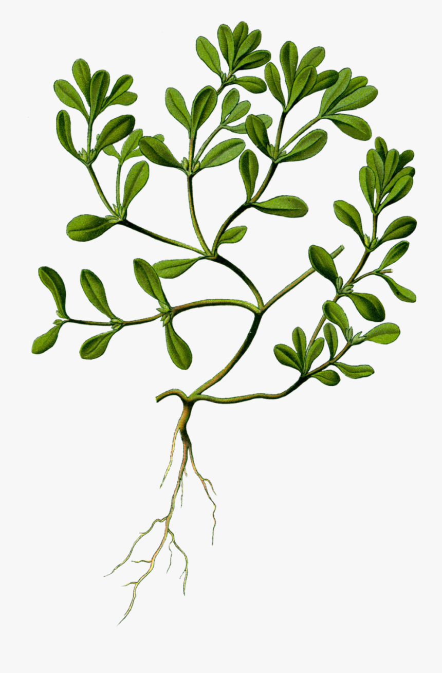 Portulaca Oleracea Herbarium, HD Png Download