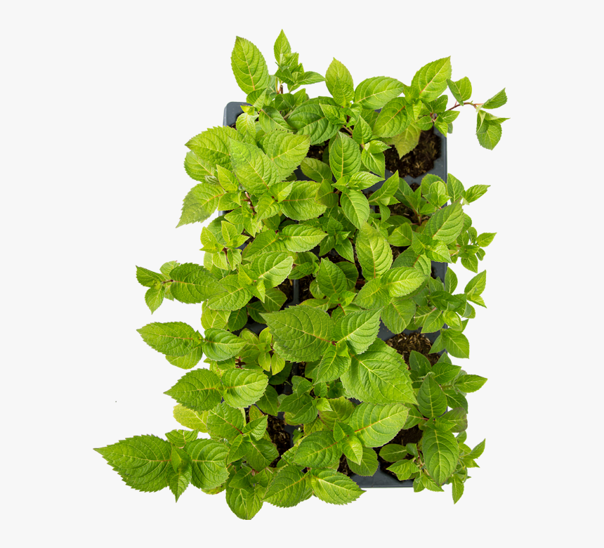 Houseplant, HD Png Download