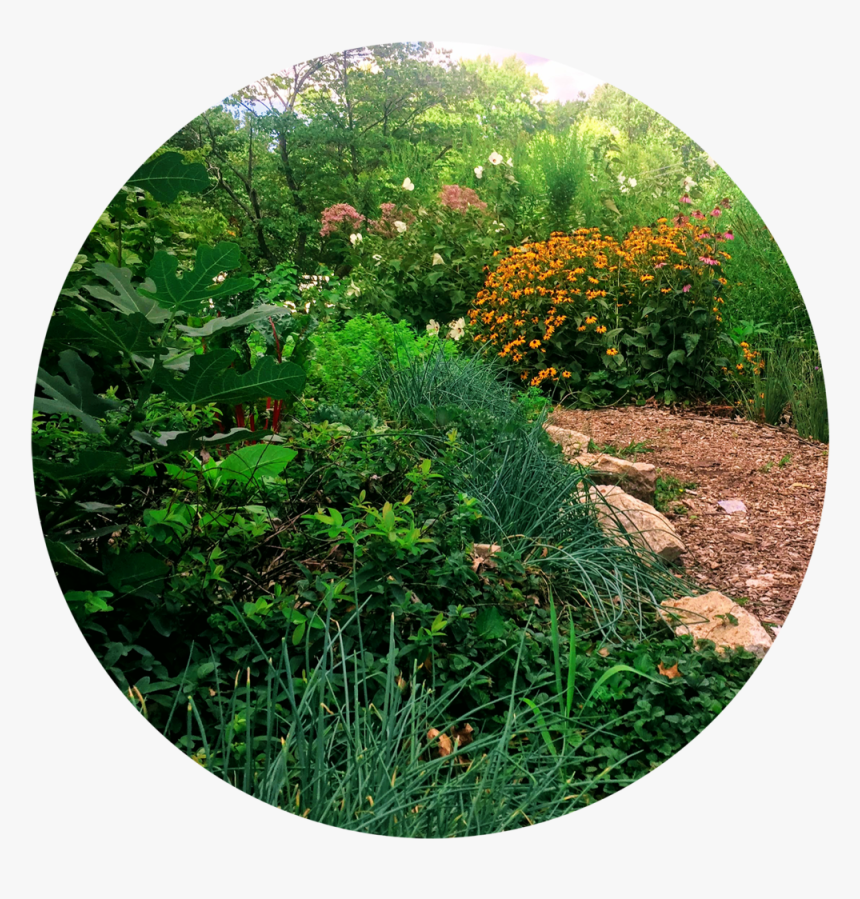 Backyard - Tickseed, HD Png Download