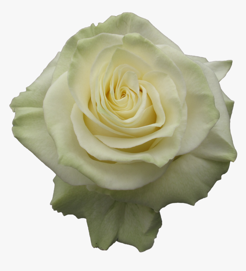 Garden Roses, HD Png Download