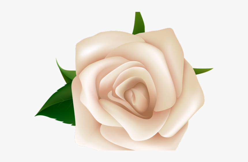 White Rose Clipart Png, Transparent Png