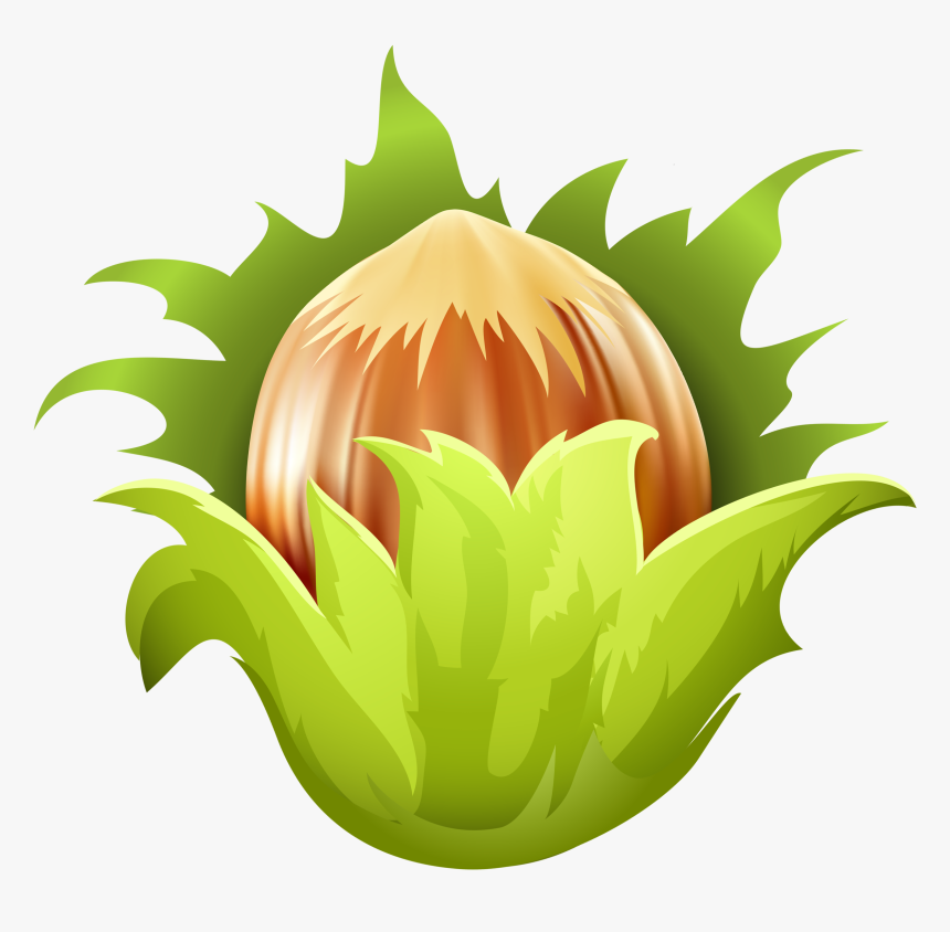 Hazelnut Png Clip Art - Hazelnut Clipart Png, Transparent Png