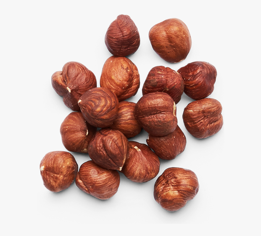 Hazelnut With Transparent Background, HD Png Download