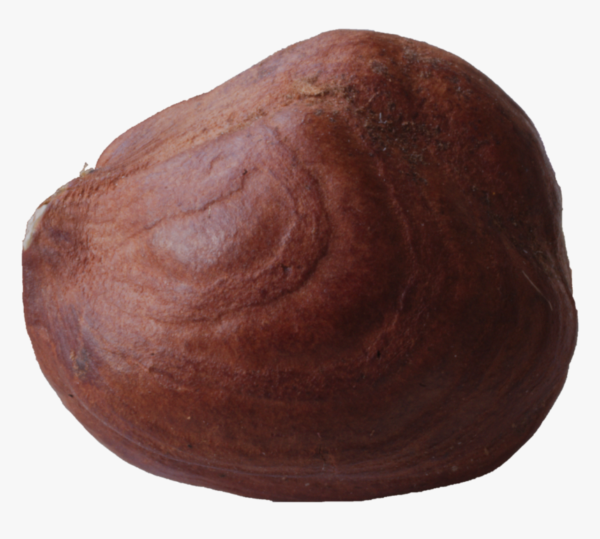 File - Hazelnut-macro - Baked Goods, HD Png Download
