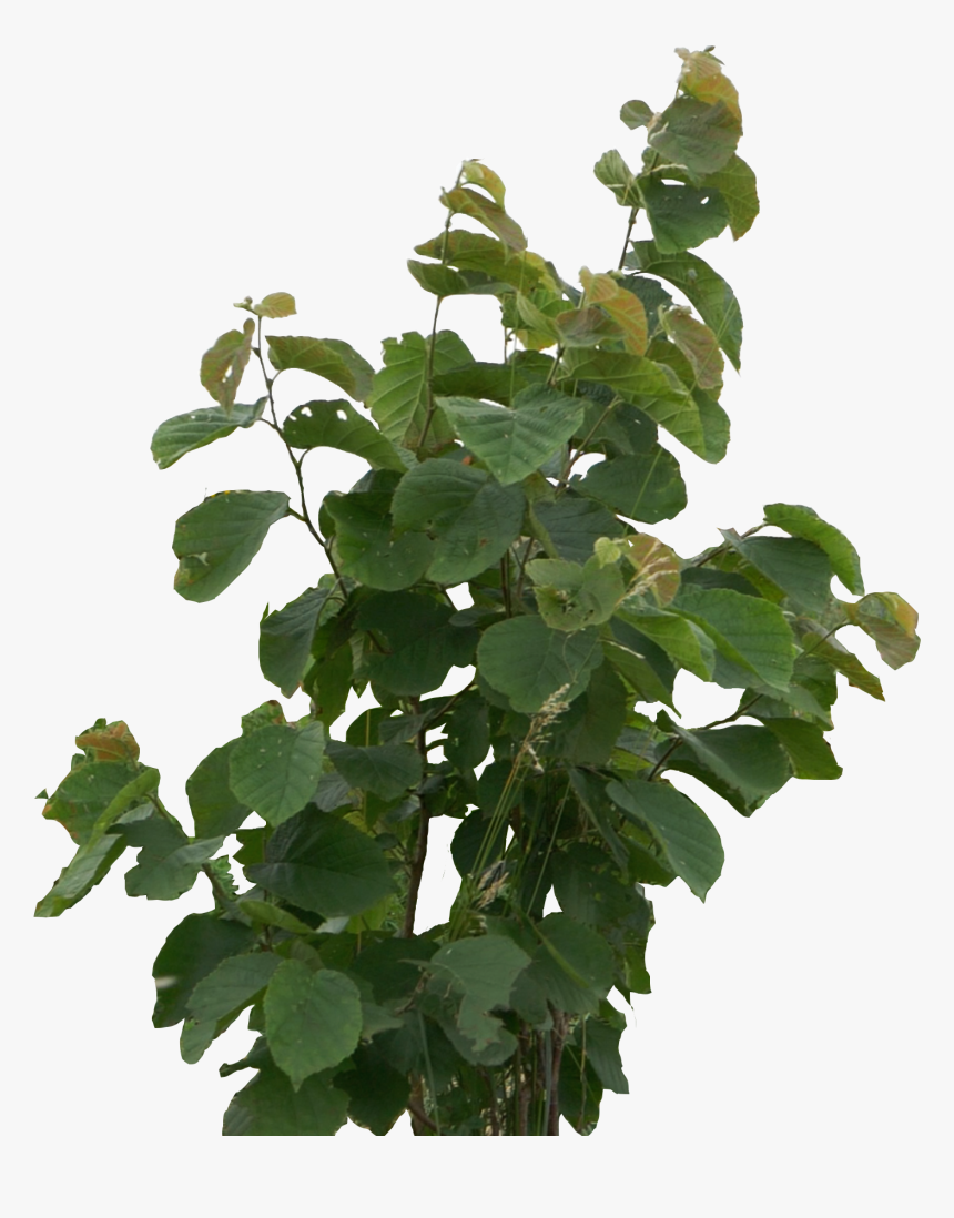 Flowerpot, HD Png Download
