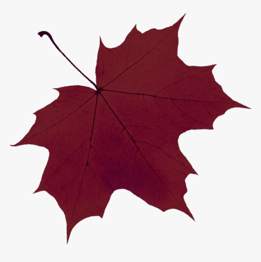 Transparent Penny Png - Maple Leaf, Png Download