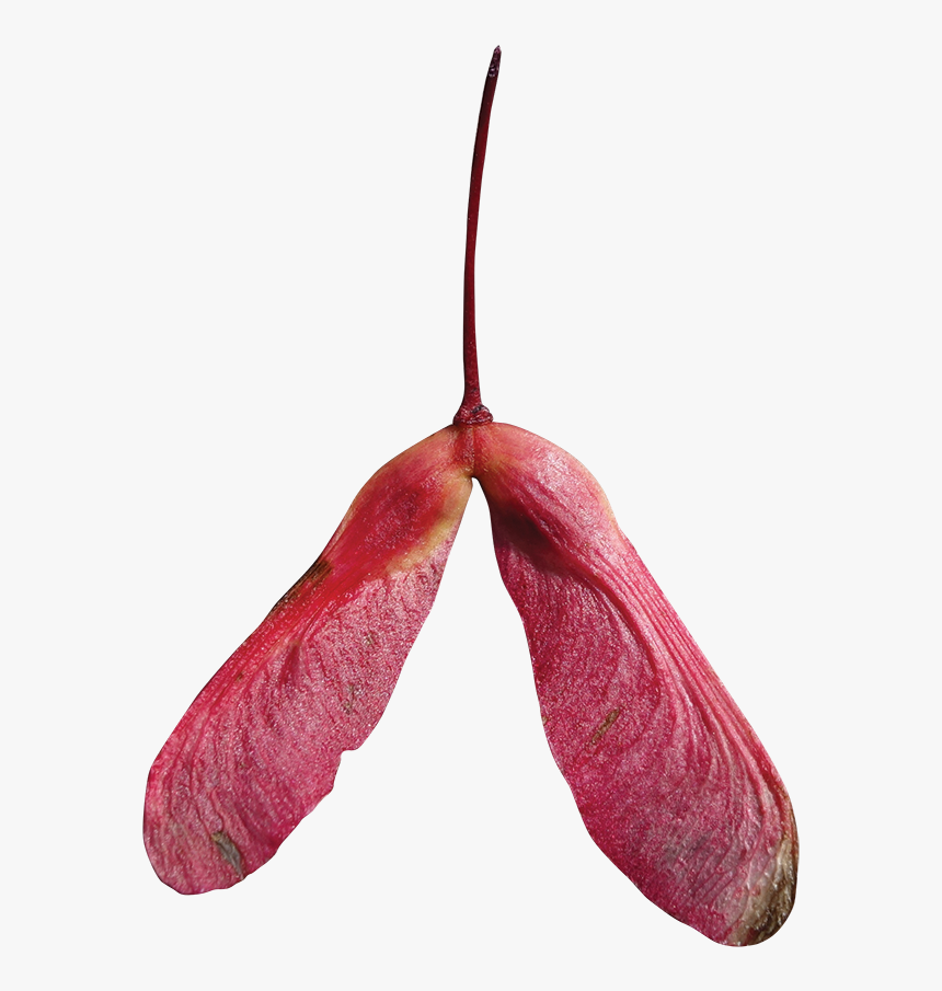 Fruit From Red Maple, HD Png Download
