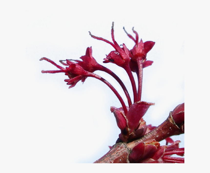 Red Maple Flowers - Artificial Flower, HD Png Download