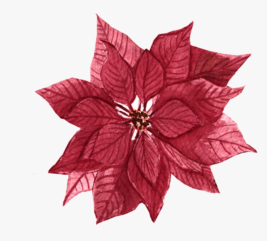 Red Maple Leaf Flower Free Illustration - Poinsettia, HD Png Download