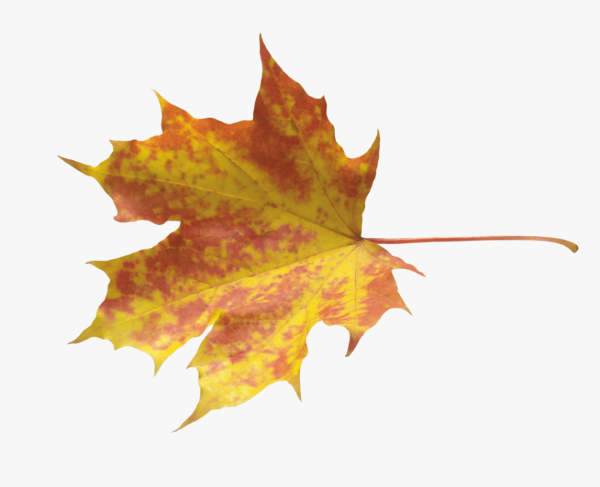 Autumn Png Leaf - Yellow Leaves Png, Transparent Png