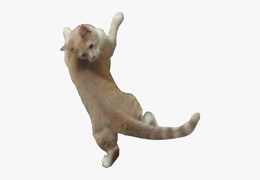 Cats Hanging Png - Dog Catches Something, Transparent Png