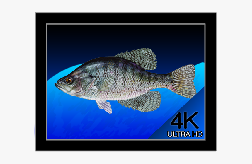 White Crappie, HD Png Download