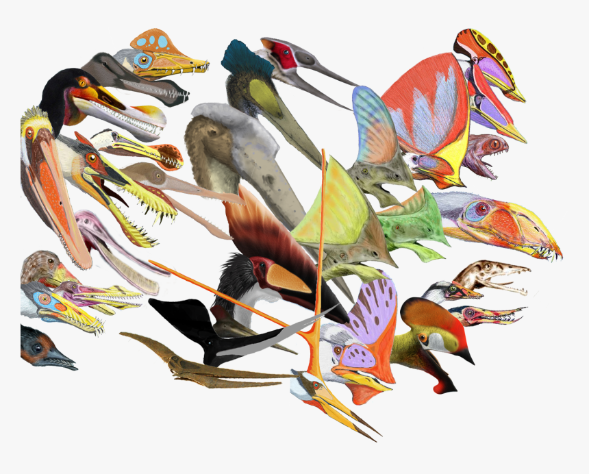 Pterosaurs Head Crests - Pterosaur Head Crest, HD Png Download