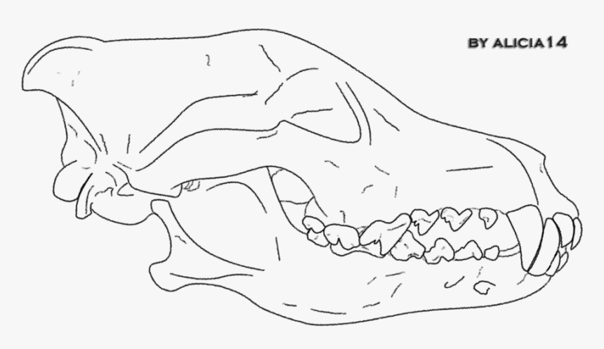 Gray Wolf Line Art Drawing Mammal Sketch - Wolf Skull Line Art, HD Png Download