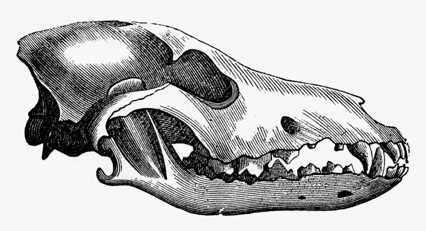 Wolf Skull , Png Download - Wolf Skull Transparent, Png Download