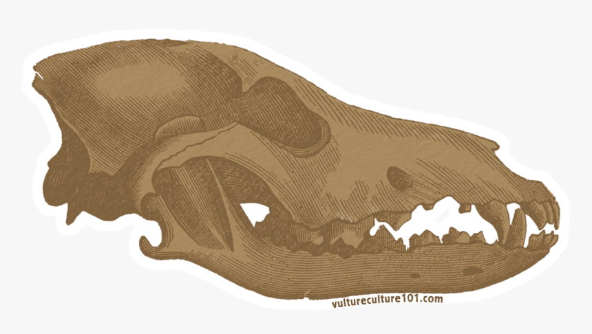 Gray Wolf Skull Clip Art - Bat, HD Png Download