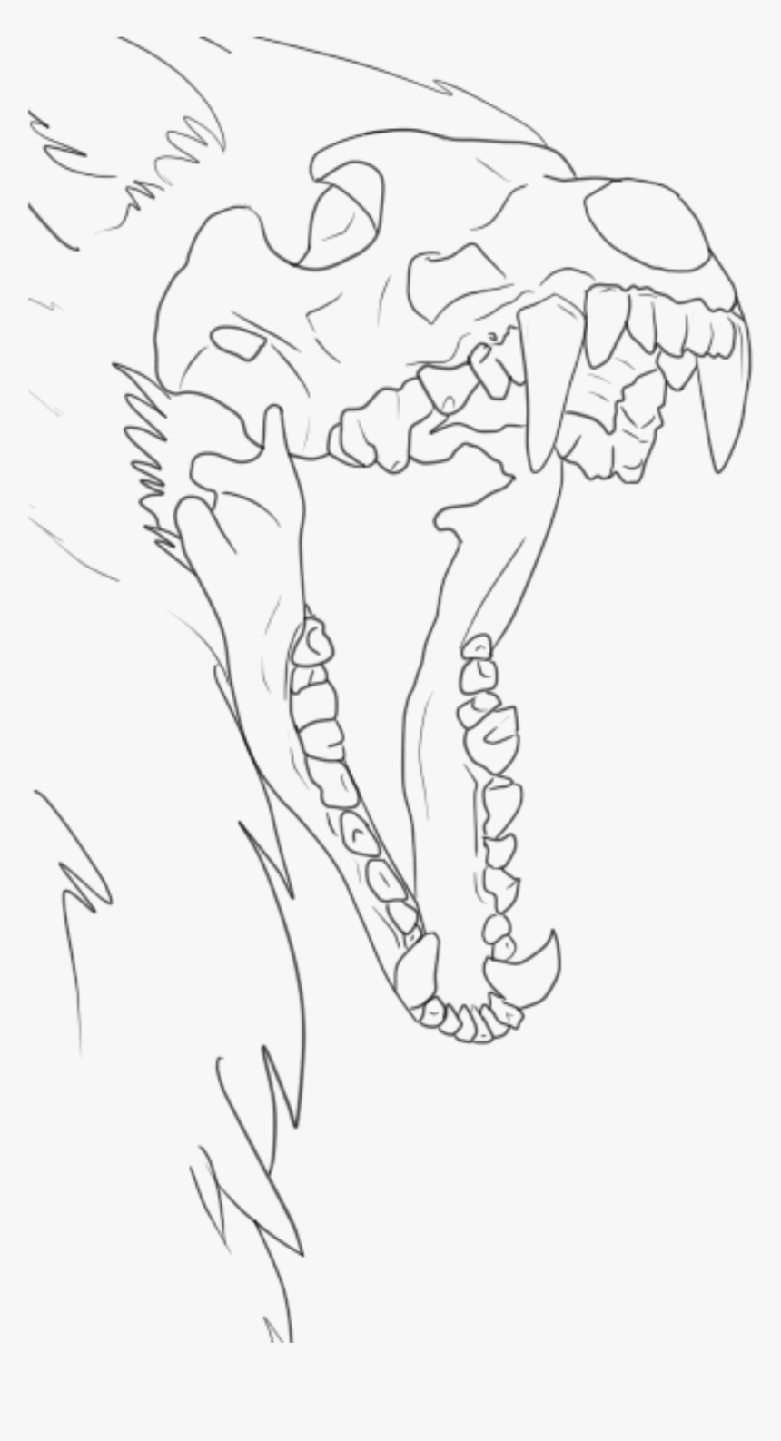 1234574543 , Png Download - Skull Wolf Line Art, Transparent Png