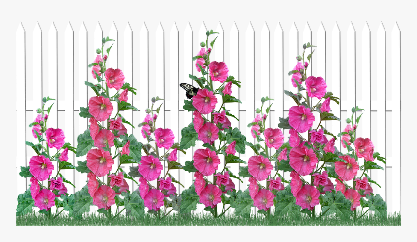 Flowers, Hollyhocks, Picket Fence, Garden, Nature - Dendrobium, HD Png Download