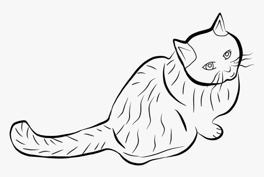 #freetoedit #cat #outline #mydraw #draw #drawing #sketch - European Shorthair, HD Png Download