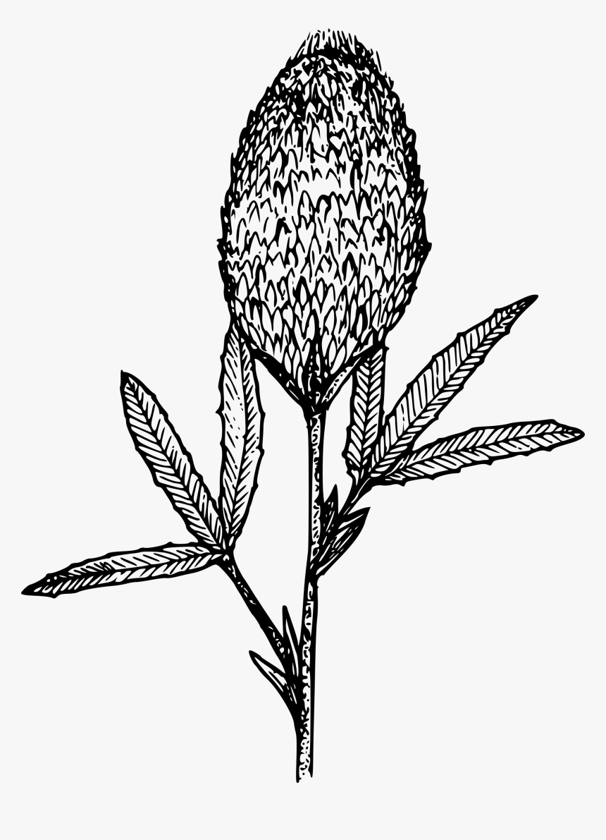 This Free Icons Png Design Of Plumed Clover - Illustration, Transparent Png