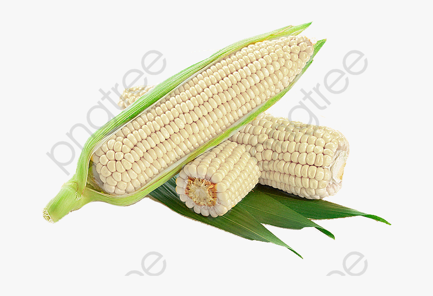 White Corn Cob Clipart - White Corn Png, Transparent Png