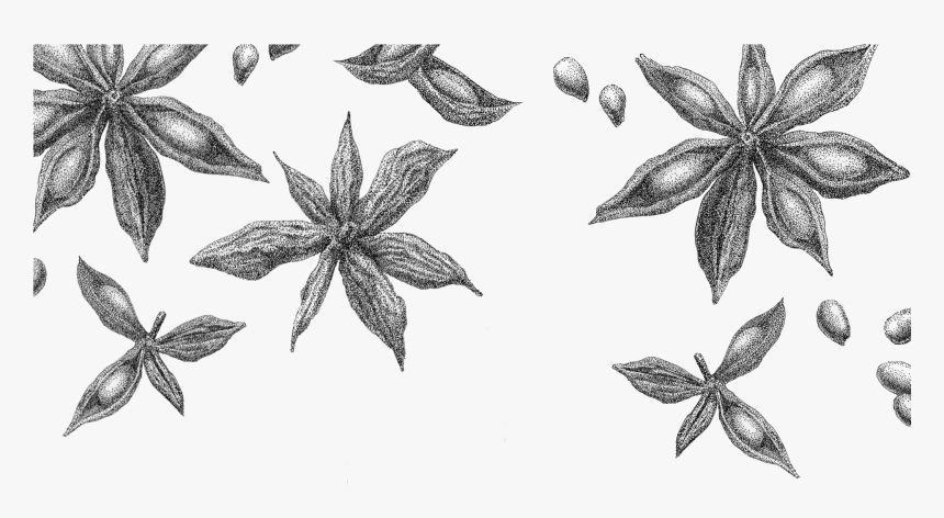 Star Anise Rev Sketch - Star Anise Drawing Png, Transparent Png