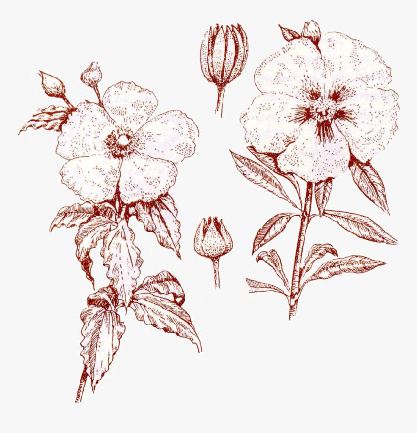 Sketch, HD Png Download