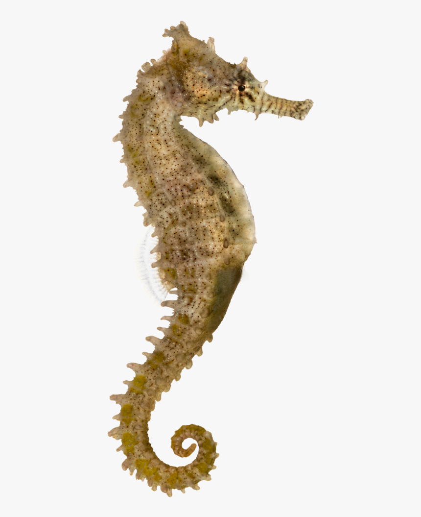 Yellow Seahorse Pacific Seahorse Longsnout Seahorse - Sea Horse, HD Png Download