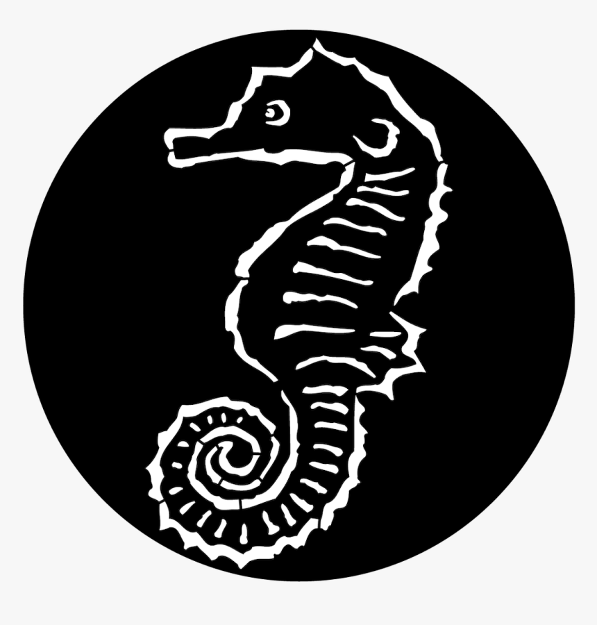 Northern Seahorse, HD Png Download