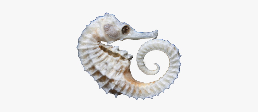 Seahorse For Sale, Seahorse For Sale Dubai, Seahorse - Argali, HD Png Download