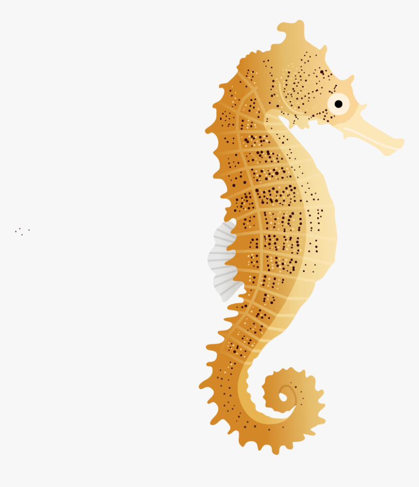 Northern Seahorse, HD Png Download
