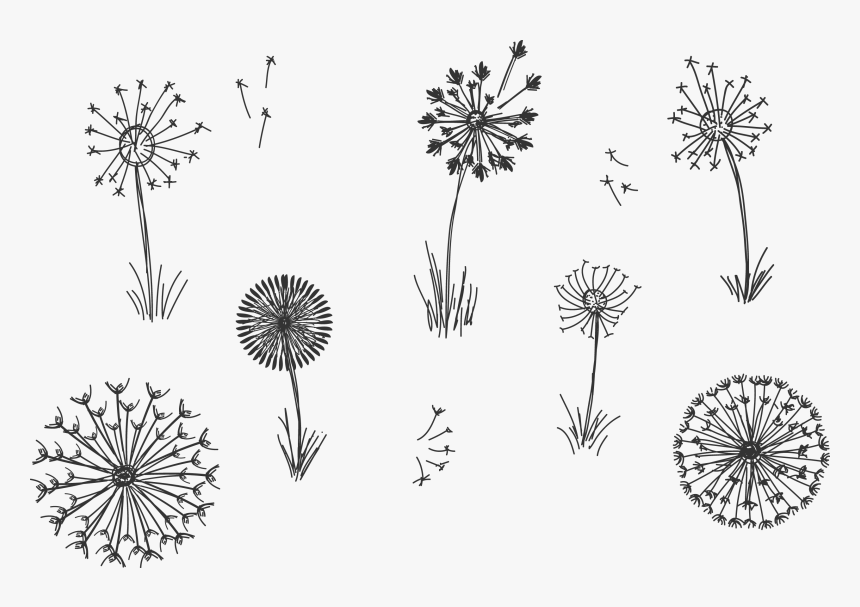 Black Vector Plant - 手繪 蒲公英, HD Png Download