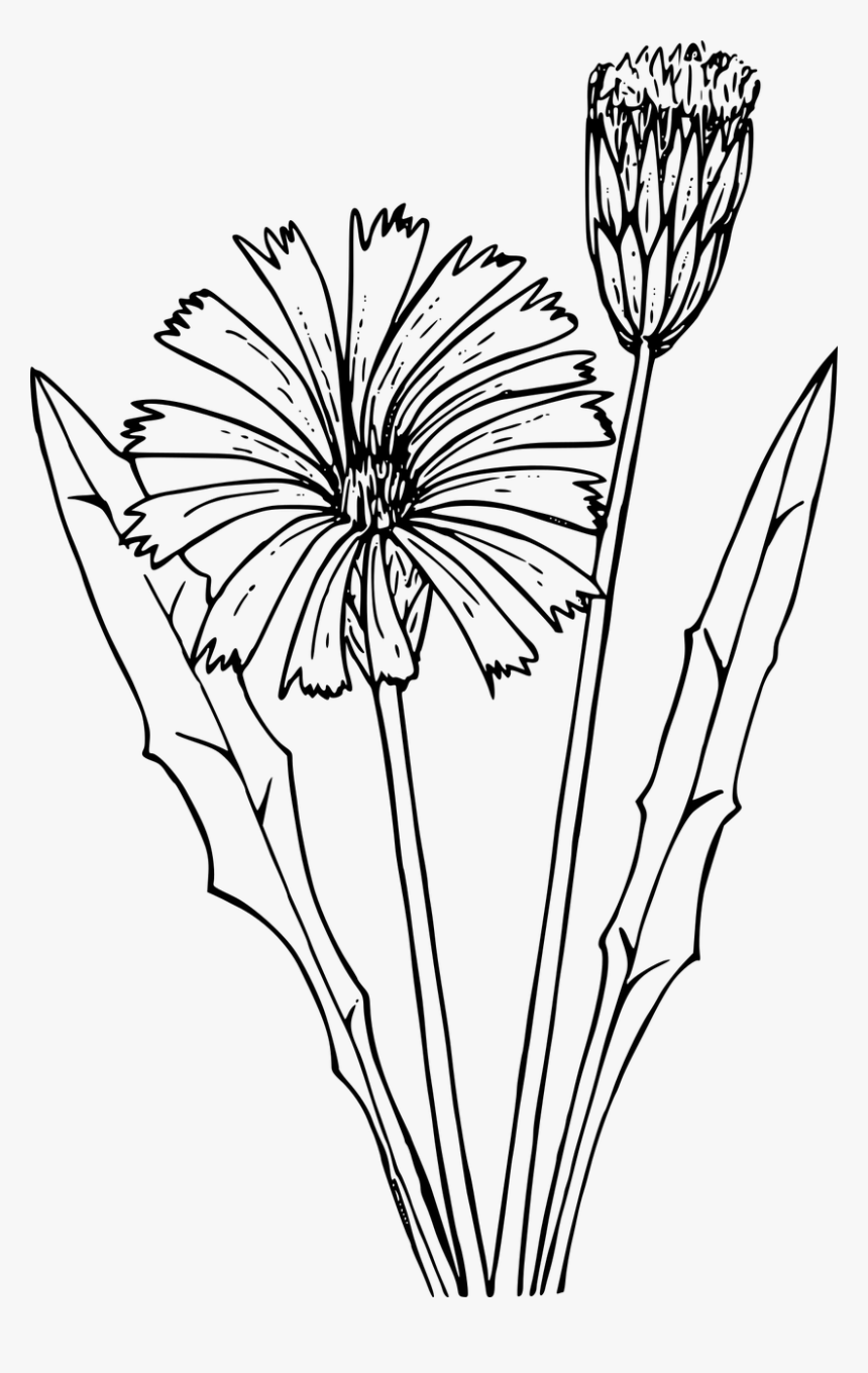 Symmetry,monochrome Photography,petal - Dandelion, HD Png Download