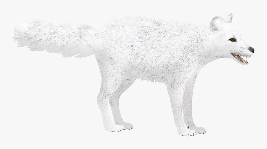 Arctic Fox Winter - Arctic Fox Zoo Tycoon 2, HD Png Download